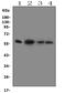 Flavin Containing Dimethylaniline Monoxygenase 5 antibody, LS-C313228, Lifespan Biosciences, Western Blot image 