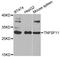 TNF Superfamily Member 11 antibody, MBS127878, MyBioSource, Western Blot image 