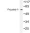 Frizzled Class Receptor 1 antibody, LS-C177089, Lifespan Biosciences, Western Blot image 