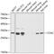 Cyclin C antibody, 15-103, ProSci, Western Blot image 