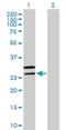 Mitochondrial Ribosomal Protein L2 antibody, H00051069-B01P, Novus Biologicals, Western Blot image 