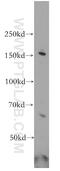 G-protein coupled receptor-associated sorting protein 1 antibody, 20020-1-AP, Proteintech Group, Western Blot image 