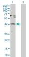 Sestrin 3 antibody, H00143686-D01P, Novus Biologicals, Western Blot image 