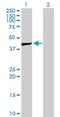 Actin Like 7A antibody, H00010881-B01P, Novus Biologicals, Western Blot image 