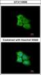 Protein L-isoaspartyl/D-aspartyl methyltransferase antibody, GTX110556, GeneTex, Immunocytochemistry image 