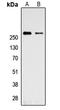 Talin 1 antibody, LS-C358874, Lifespan Biosciences, Western Blot image 