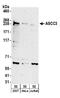 Activating Signal Cointegrator 1 Complex Subunit 3 antibody, A304-015A, Bethyl Labs, Western Blot image 