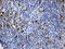 Rat CD152 antibody, LS-C795380, Lifespan Biosciences, Immunohistochemistry paraffin image 