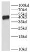 IKBKB Interacting Protein antibody, FNab04203, FineTest, Western Blot image 