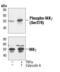 Inhibitor Of Nuclear Factor Kappa B Kinase Regulatory Subunit Gamma antibody, MA5-15155, Invitrogen Antibodies, Western Blot image 