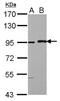 Mastermind Like Transcriptional Coactivator 1 antibody, NBP1-33638, Novus Biologicals, Western Blot image 