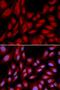 BAG1L-Specific antibody, LS-C335128, Lifespan Biosciences, Immunofluorescence image 