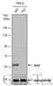 X-Linked Inhibitor Of Apoptosis antibody, GTX113130, GeneTex, Western Blot image 
