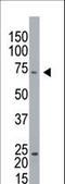 Cell Cycle Associated Protein 1 antibody, LS-C98459, Lifespan Biosciences, Western Blot image 