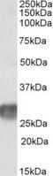 Leukocyte-associated immunoglobulin-like receptor 1 antibody, TA311225, Origene, Western Blot image 