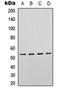 p53 antibody, LS-C358383, Lifespan Biosciences, Western Blot image 