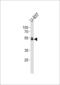 RUNX Family Transcription Factor 1 antibody, LS-C162813, Lifespan Biosciences, Western Blot image 