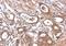 Melanocortin 1 Receptor antibody, LS-C185954, Lifespan Biosciences, Immunohistochemistry frozen image 