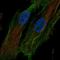 HtrA Serine Peptidase 1 antibody, HPA036655, Atlas Antibodies, Immunocytochemistry image 