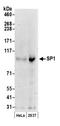 Sp1 Transcription Factor antibody, NB600-232, Novus Biologicals, Western Blot image 
