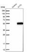 Synaptotagmin 4 antibody, NBP2-13408, Novus Biologicals, Western Blot image 
