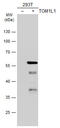 Target Of Myb1 Like 1 Membrane Trafficking Protein antibody, GTX115333, GeneTex, Western Blot image 