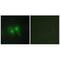 STEAP3 Metalloreductase antibody, A05568, Boster Biological Technology, Immunofluorescence image 