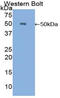 Carboxypeptidase E antibody, LS-C293165, Lifespan Biosciences, Western Blot image 