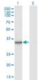 Kynureninase antibody, H00008942-M02, Novus Biologicals, Western Blot image 