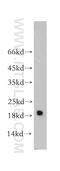 Myosin Light Chain 2 antibody, 10906-1-AP, Proteintech Group, Western Blot image 