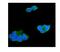 TIMP Metallopeptidase Inhibitor 4 antibody, A07131, Boster Biological Technology, Immunofluorescence image 