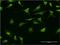 Ring Finger Protein 1 antibody, MA5-19824, Invitrogen Antibodies, Immunofluorescence image 
