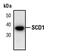 Stearoyl-CoA Desaturase antibody, PA5-17331, Invitrogen Antibodies, Western Blot image 