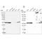 Annexin A2 antibody, NBP2-62614, Novus Biologicals, Western Blot image 