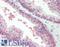  antibody, LS-B9695, Lifespan Biosciences, Immunohistochemistry frozen image 