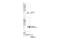 Dihydrofolate Reductase antibody, 45710S, Cell Signaling Technology, Western Blot image 