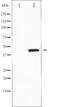 Histone Deacetylase 3 antibody, abx010929, Abbexa, Western Blot image 