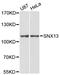 Sorting Nexin 13 antibody, A12821, ABclonal Technology, Western Blot image 