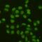 Flap endonuclease 1 antibody, GTX66841, GeneTex, Immunofluorescence image 