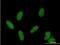 Cyclin Dependent Kinase 2 Associated Protein 1 antibody, H00008099-B01P-50ug, Novus Biologicals, Immunocytochemistry image 