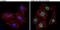 Caveolin 2 antibody, GTX23417, GeneTex, Immunofluorescence image 