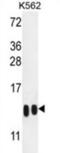 Histone Cluster 4 H4 antibody, abx032581, Abbexa, Western Blot image 