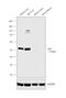 Glutamic--Pyruvic Transaminase antibody, PA5-29600, Invitrogen Antibodies, Western Blot image 