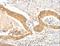 Apolipoprotein B antibody, LS-C405444, Lifespan Biosciences, Immunohistochemistry frozen image 