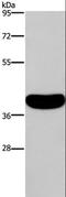 Cysteine Rich With EGF Like Domains 2 antibody, LS-B14287, Lifespan Biosciences, Western Blot image 