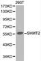 Serine Hydroxymethyltransferase 2 antibody, PA5-37329, Invitrogen Antibodies, Western Blot image 