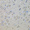 Microtubule Associated Protein 1B antibody, LS-C335324, Lifespan Biosciences, Immunohistochemistry paraffin image 