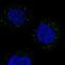 TRAF3 Interacting Protein 3 antibody, NBP1-86974, Novus Biologicals, Immunofluorescence image 