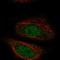 Zyg-11 Family Member A, Cell Cycle Regulator antibody, HPA030379, Atlas Antibodies, Immunocytochemistry image 