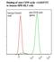 CD59 Molecule (CD59 Blood Group) antibody, LS-C134519, Lifespan Biosciences, Flow Cytometry image 